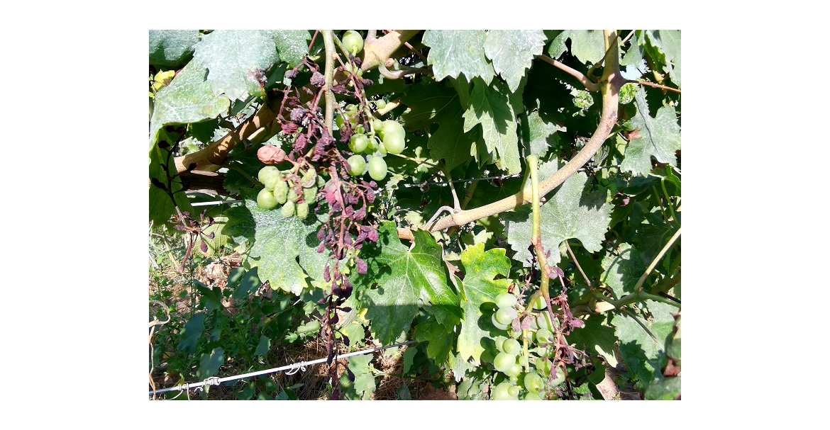 El Mildiu afecta a más de la mitad de la viña ecológica del Penedès y se suma a la crisis de la Covid-19